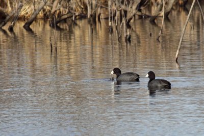 Cool Coots