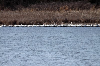 Return of the Pelicans