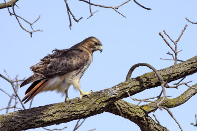 Red-tailed Raptor