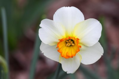 Dazzling Daffodil