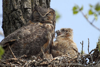 Nest Nappers