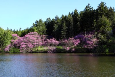 Spring at the Lake