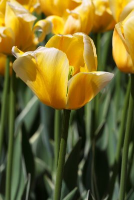 Tip Toe Through the Tulips