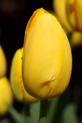 Tight Tulip