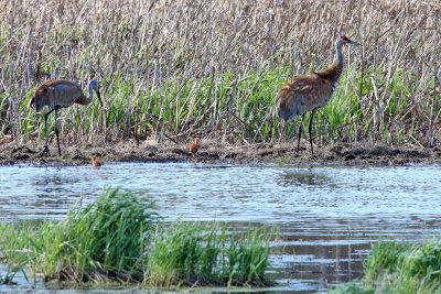 Cranes at the Marsh