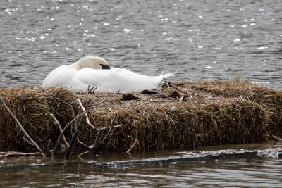 Swan Siesta