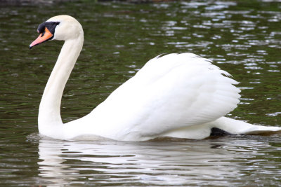 Stately Swan