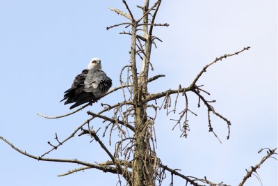 Surveying the Area