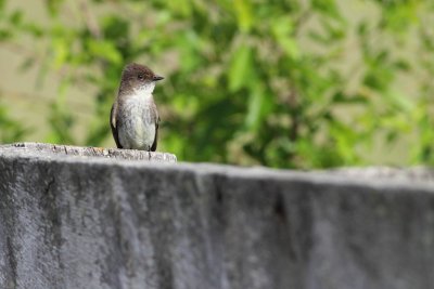 Fence Fancier