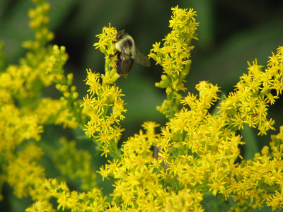 Bumble Bee and Goldenrod