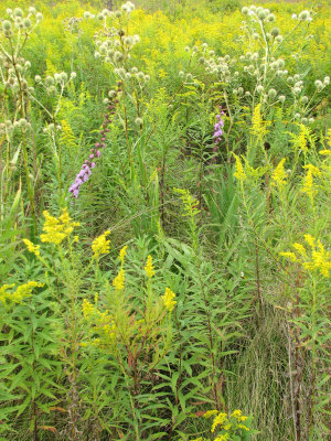 Prairie in Bloom II
