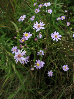 Prairie Wildflowers