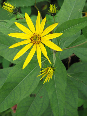 Wildflower Closeup