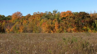 Fall Glory