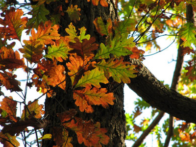 Colorful Oak