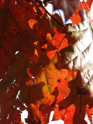 Fall Colors 2007