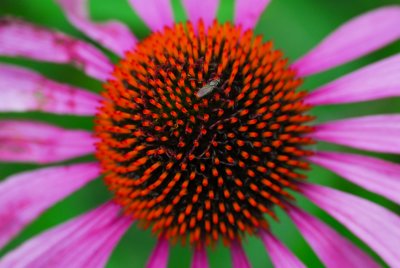 DSC_4176br.jpg