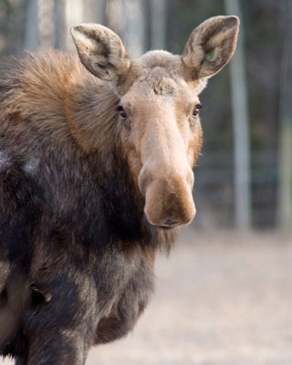 DSC_8848br.jpg