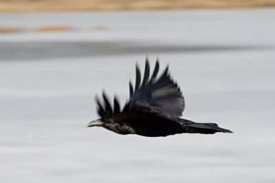 DSC_8888br.jpg