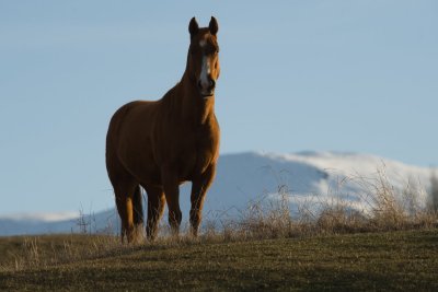 DSC_8826br.jpg