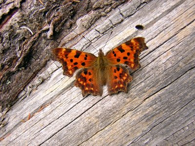 DSCN1755.JPG