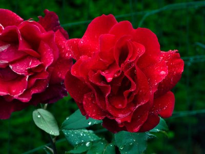 Red Rose G9 Web 1000 _1350 .jpg