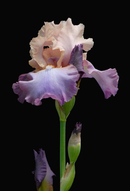 D25_8310 R.jpg