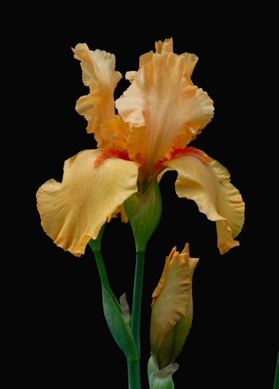 D25_8320 R.jpg