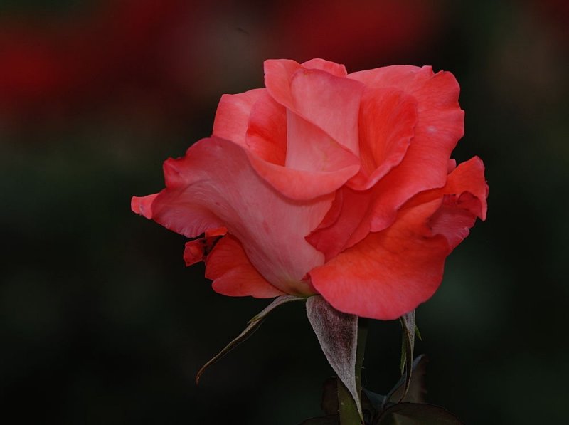 D27_7759.jpg