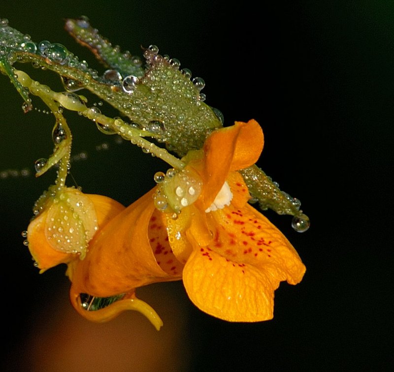 D20_3153 100 crop.jpg