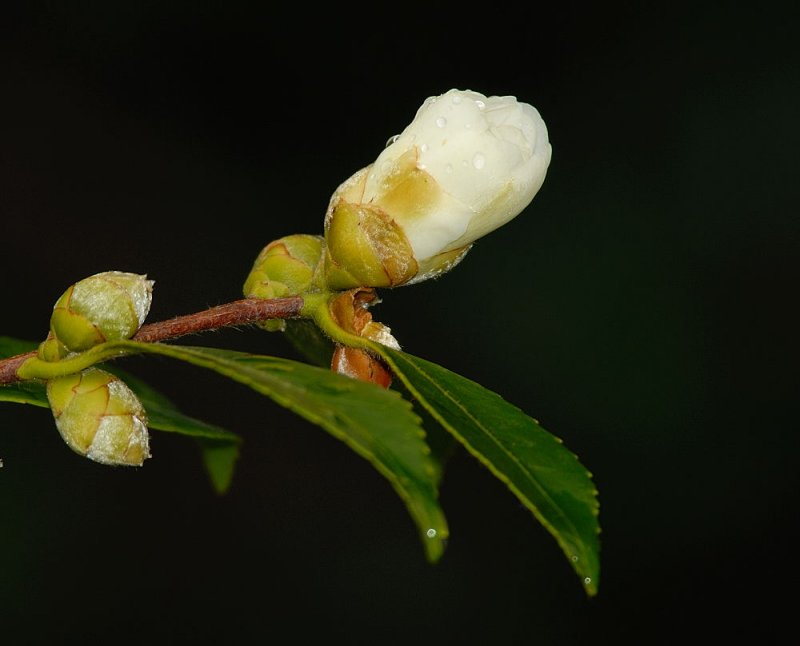 D22_7072.jpg