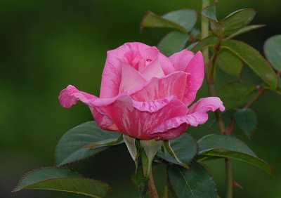 D27_7768.jpg