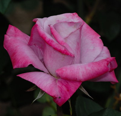 D27_7776.jpg