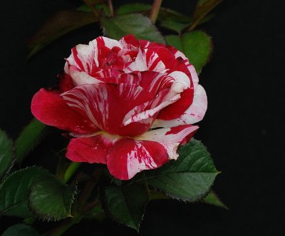 D27_7805.jpg