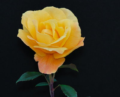 D27_7813.jpg