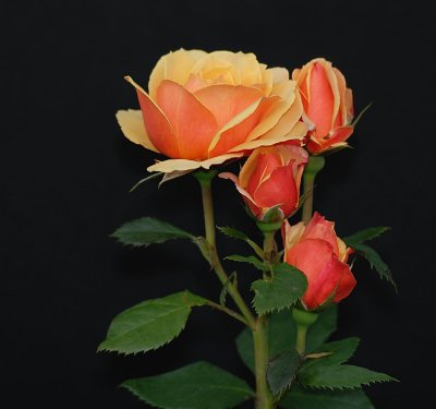 D27_7816.jpg