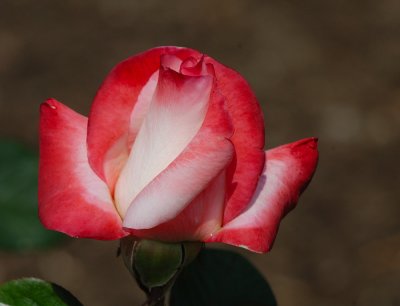 D27_6828.jpg
