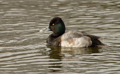 D20_0520 copy.jpg