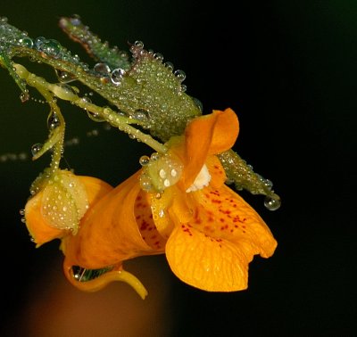 D20_3153 100 crop.jpg