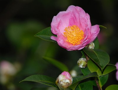 D22_7086.jpg