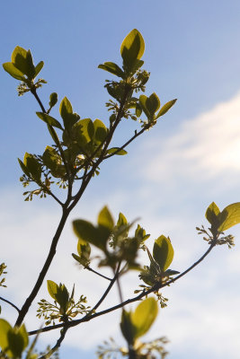 Sassafras 4.jpg