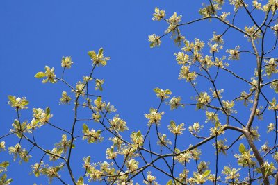 Sassafras 6.jpg