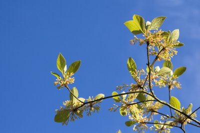 Sassafras 9.jpg