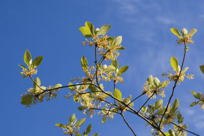 Sassafras 15.jpg