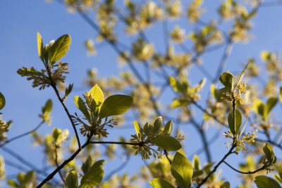 Sassafras 19.jpg