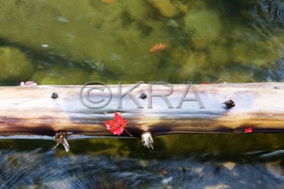 Leaf and Log  010(10-07).jpg