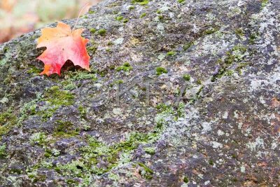 Rock and leaf 005(10-07).jpg