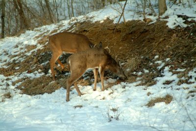 sparring_bucks