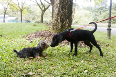 meeting the big dogs