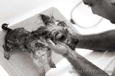 soapy rat dog